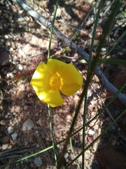 Moraea galaxia