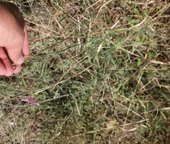 Convolvulus cantabrica