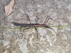 Neohirasea hongkongensis