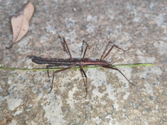 Neohirasea hongkongensis