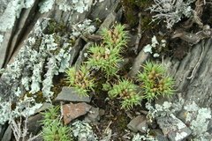 Minuartia dichotoma