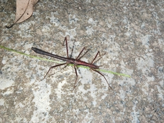 Neohirasea hongkongensis