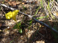 Moraea galaxia
