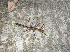 Neohirasea hongkongensis
