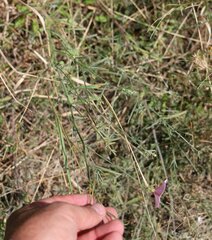 Convolvulus cantabrica
