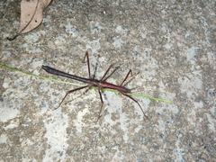 Neohirasea hongkongensis