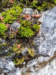 Hydrogonium croceum