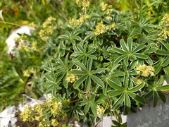 Alchemilla alpigena