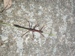 Neohirasea hongkongensis