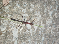 Neohirasea hongkongensis