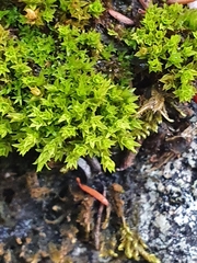 Hydrogonium croceum