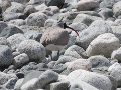 Ibidorhyncha struthersii