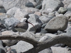 Ibidorhyncha struthersii