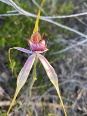 Caladenia lorea