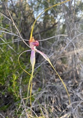 Caladenia lorea