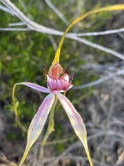 Caladenia lorea