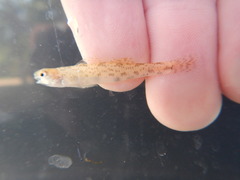 Etheostoma chlorosoma