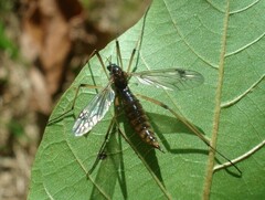 Dictenidia bimaculata