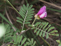 Tephrosia grandiflora