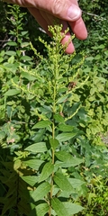 Solidago latissimifolia