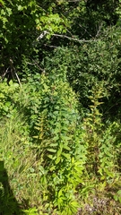 Solidago latissimifolia