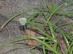 Cyperus dubius