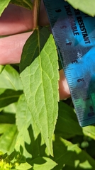 Solidago latissimifolia