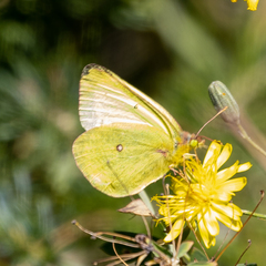 Colias occidentalis