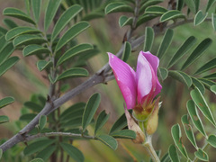 Tephrosia grandiflora