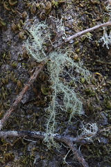 Usnea pacificana