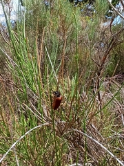 Cebrio gigas