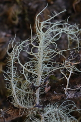 Usnea pacificana