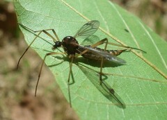 Dictenidia bimaculata