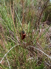 Cebrio gigas