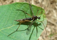 Dictenidia bimaculata