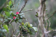 Tabebuia schumanniana