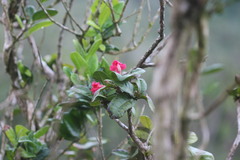 Tabebuia schumanniana