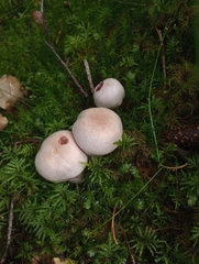 Cortinarius camphoratus