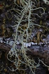 Usnea pacificana