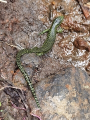 Abronia monticola
