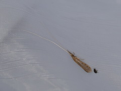 Oecetis lacustris