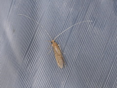 Oecetis lacustris