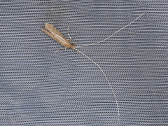 Oecetis lacustris