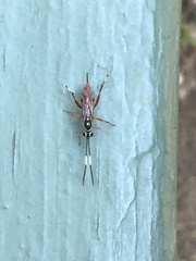 Mesostenus thoracicus