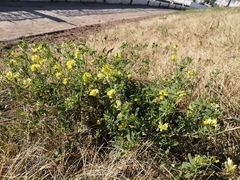 Medicago falcata