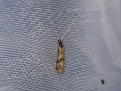 Mystacides longicornis