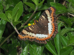 Precis ceryne ceryne