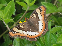 Precis ceryne ceryne