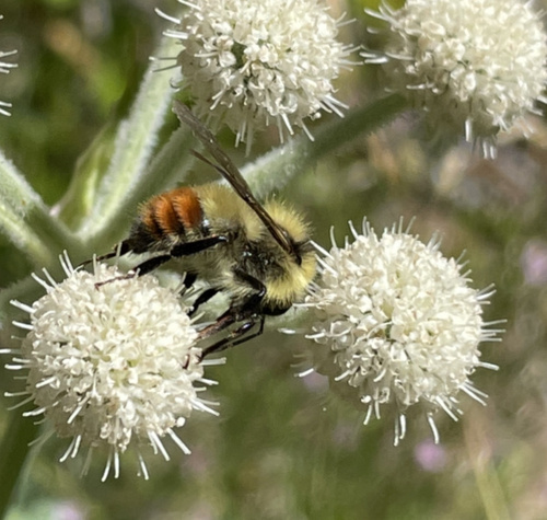 iNaturalist observation photo of Great Basin Bumble Bee