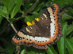 Precis ceryne ceryne